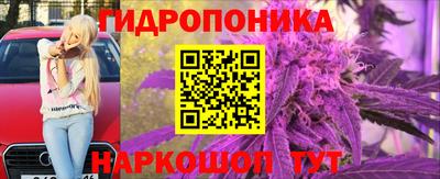 кокс Гатчина